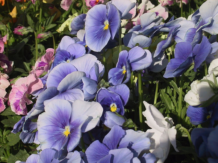 fleurs, Pansy, bleu, nature, fleur, plante, Purple