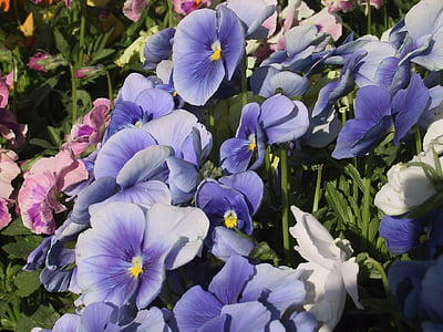 ziedi, Pansija, zila, daba, puķe, augu, Violeta