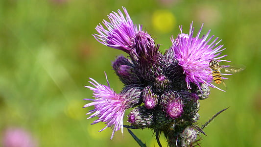 summer, meadow, thistle, flowers, fly