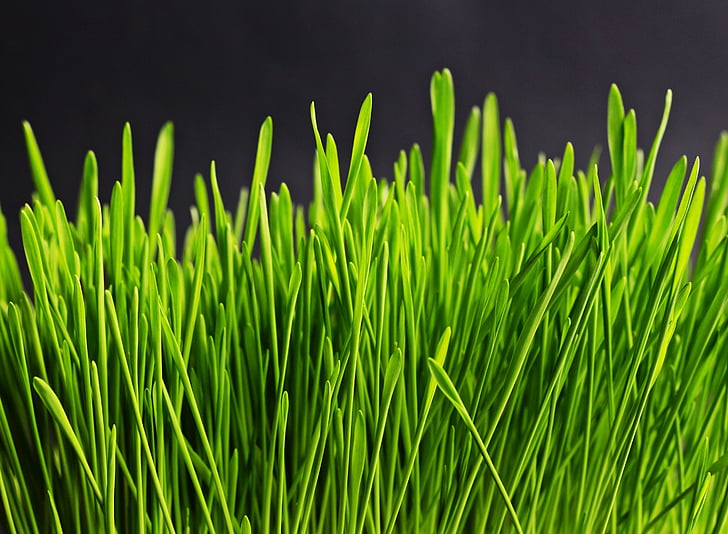 herba, verd, natura, planta, Prat, gramínies