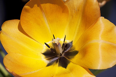 Tulip, Lily, våren, natur, blomster, tulipaner, schnittblume