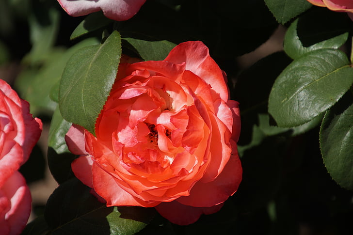 rose, aachen cathedral, rosaceae, pink, blossom, bloom, flower stalk