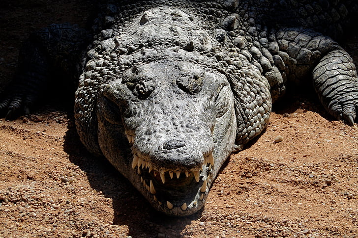 krokodil, živali, živalski vrt, vrste nevarnosti grozi izumrtje, crocodilian, divje živali, želv-Shell