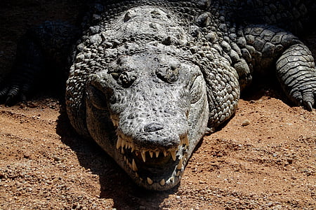 crocodile, animal, zoo, species in danger of extinction, crocodilian, wild animals, tortie