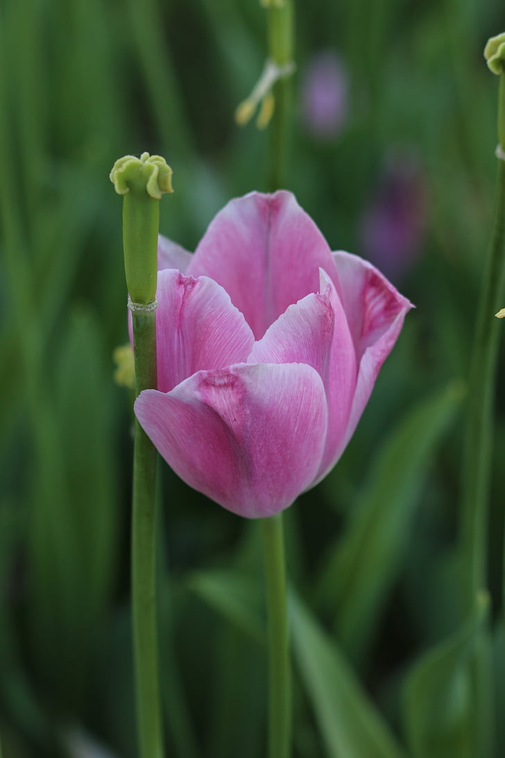 tulipány, bílá, růžová, žlutá, květ, závod, Příroda