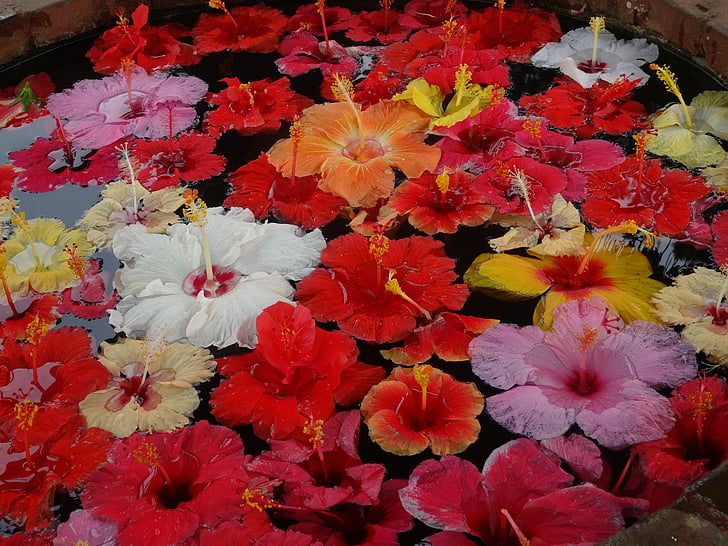 Kolam Flower, bunga mengambang, dekorasi bunga, alam, bunga, tanaman