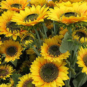 sunflowers, flowers, yellow, summer flowers, vibrant, flora, bright