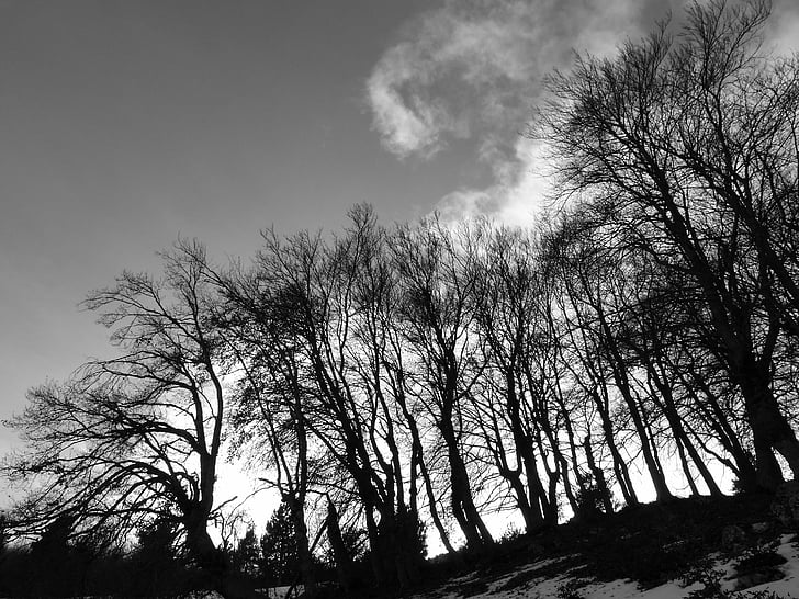 krajobrazy, Natura, drzewa, kontrast, światło i cień, wiatr, pejzaż zimowy