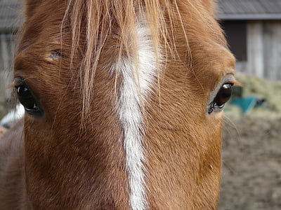 cabeza de caballo, caballo, ojos, animal, piel, Estimado, Pony