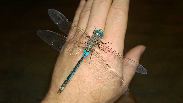 Dragonfly, Nærbilde, stor aeshne, insekt, anisopteran, Nærbilde, dyr