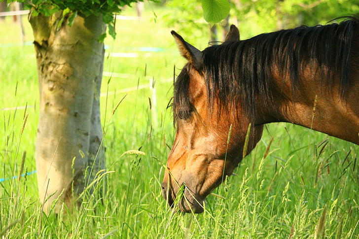 paard, bruin schimmel, volbloed Arabische, hoofd van het paard, grasland, pferdeportrait, dier