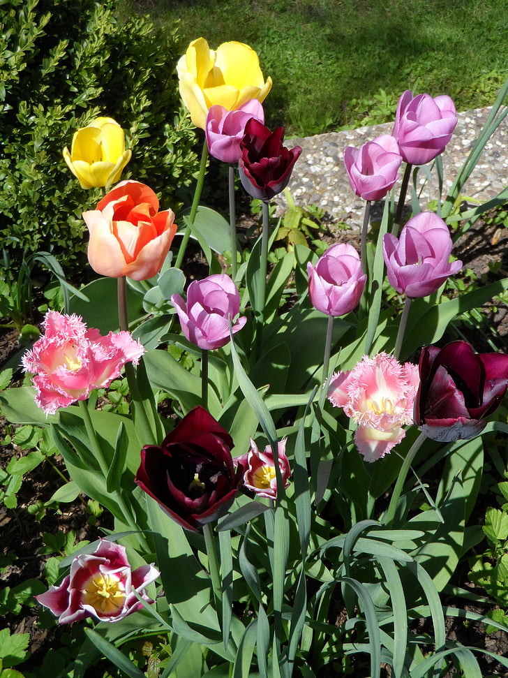záhon, tulipány, oranžová, červená, fialová, fialová, žlutá