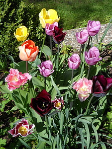 llit de flors, tulipes, taronja, vermell, violeta, porpra, groc
