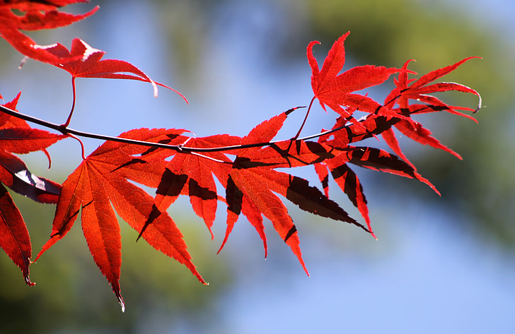 red, leaves, fall, autumn, autumn leaves, maple leaf, orange