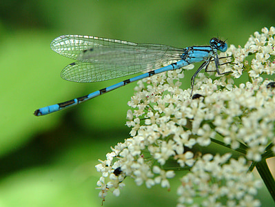 libélula, azul, insectos, cerrar, insectos de vuelo, ala, macro