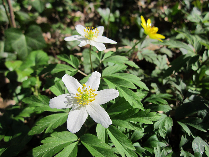 Anemone nemorosa, anemone lesa, windflower, thimbleweed, vonj lisica, Flora, cvetoči