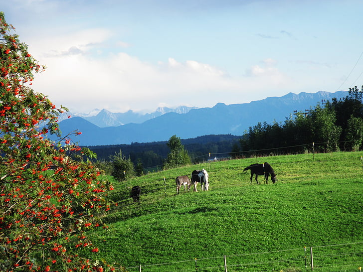 Alpine, vzdialené zobrazenie, Príroda, jeseň, Horné Bavorsko, kone, farma