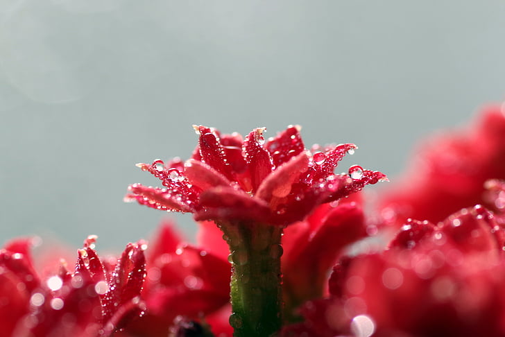 Rubeola, kvet, červená, makro, Tiny, rozeta, kvapky