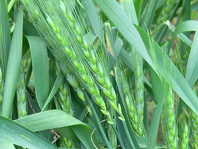 пшеница, естествени, крайградски, поле, природата, растения, Селско стопанство