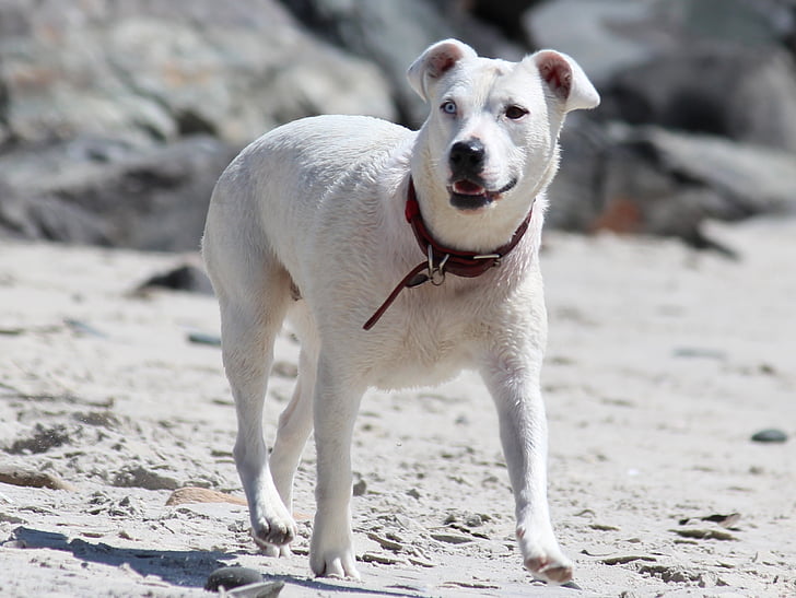 สุนัข, ชายหาด, ทราย, สีขาว, สร้อยคอ, หาดทราย