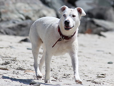 hond, strand, zand, wit, ketting, zandstrand