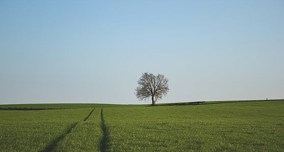 zelena, trava, polje, jedan, drvo, stoji, Horizont