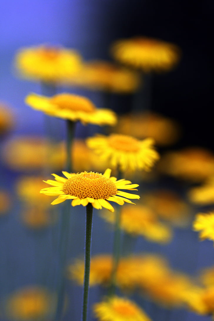 Marguerite jaune, fleur, été, nature, jardin, floraison, pétale