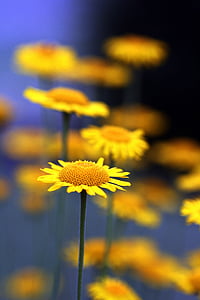 Margherita gialla, fiore, estate, natura, giardino, fioritura, petalo