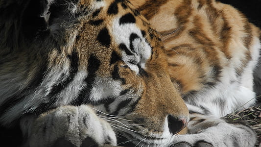 Kot, zmęczony, ogród zoologiczny, paski, Tygrys, Łapa, dzikie zwierzę