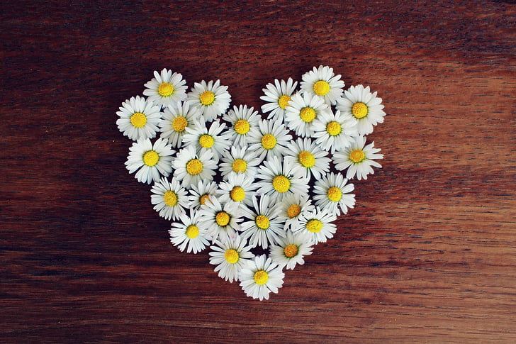 Daisy, srdce, Daisy srdca, láska, tvare srdca, romantické, jar