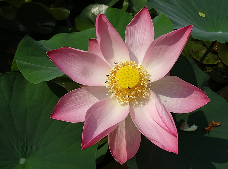 Lotus, bloem, roze, Nelumbo, nucifera, meeldraad, stamper