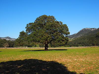 árbol, árbol de alcanfor, Cinnamomum camphora, alcanfor, invernadero de laurel, Lauraceae, árbol del laurel