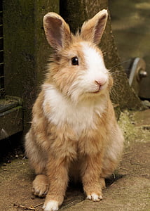rabbit, hare, pet, cute, animal, sweet, small hare