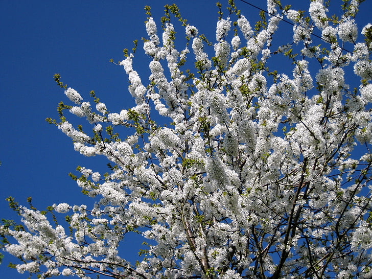 kvet, môže, jar, kvet, biela, strom, apríla