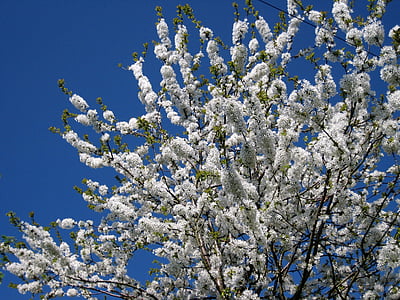 kwiat, może, wiosna, Bloom, biały, drzewo, kwietnia
