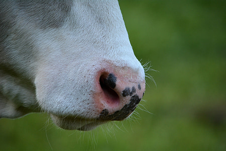 cow, cattle, livestock, animal, foot, nostrils, close