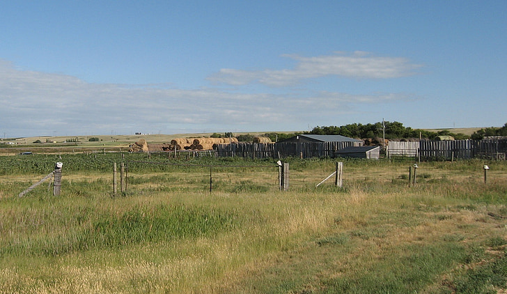 ферми, ранчо, скотарського, Худоба, яловичина, Prairie життя, sask