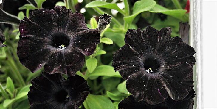 สีดำ, petunia, ดอกไม้, สวน, ดอก, กลีบ, นอร์เวย์
