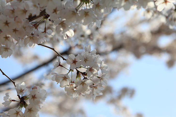flor, Jinhae, Corea, árbol, primavera, naturaleza, rama