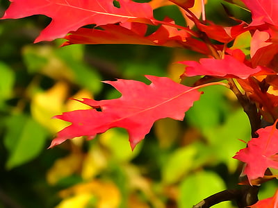 秋天, 叶子, 秋金, 折叠, 水彩
