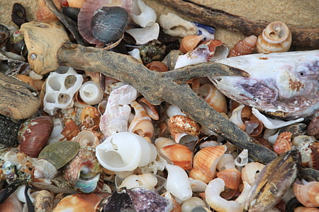rannakarbid, Shell, tigu shell, tigu, Sulgege, Sea, Aafrika