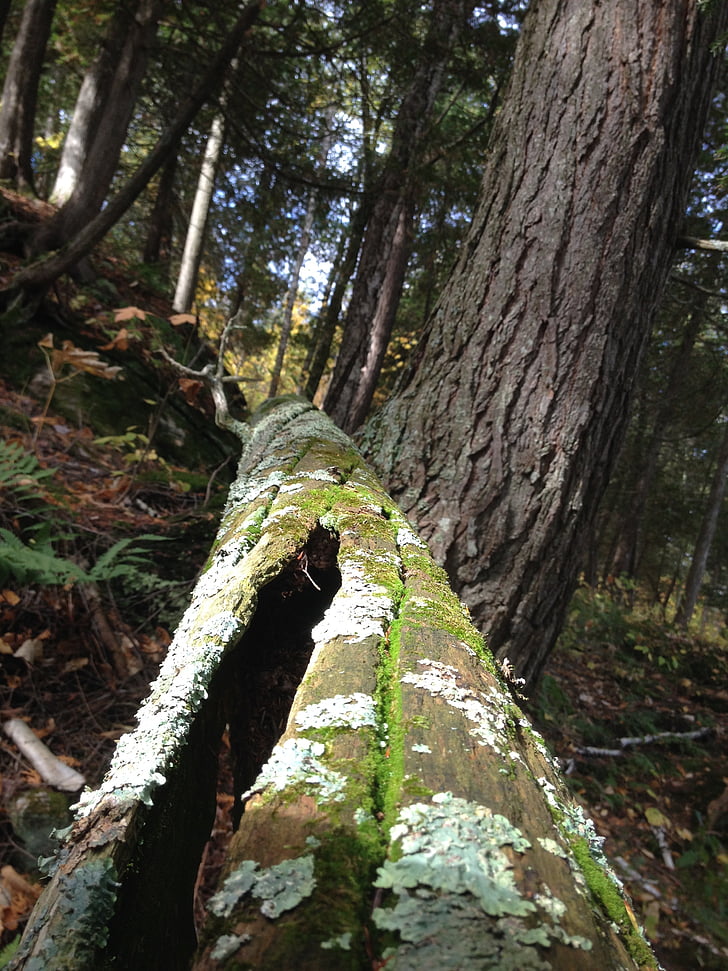 Thiên nhiên, thân cây, Cedar, khu rừng