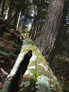 natura, tronco, cedro, foreste