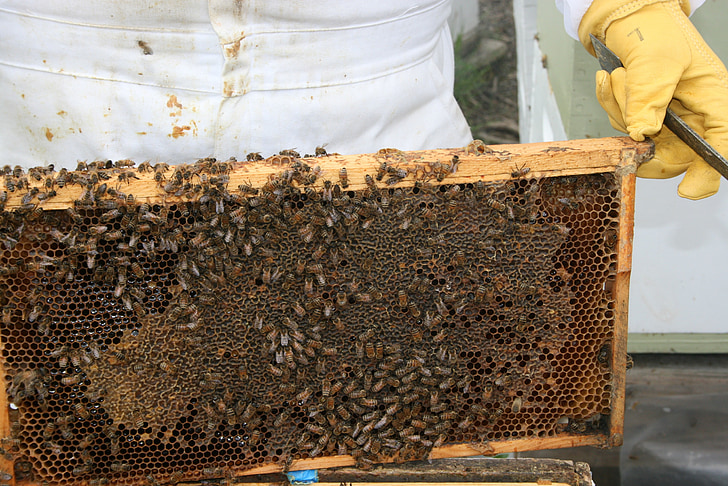 kukac, pčela, med, Saće, košnica, pčelar, Medonosna pčela