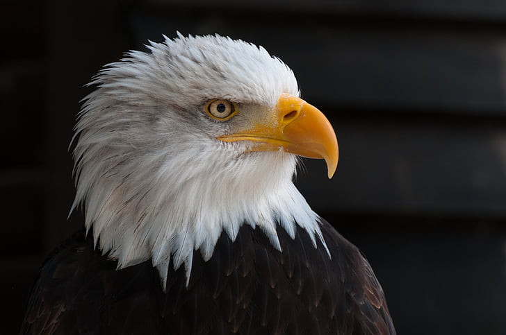 Zavrieť, Foto, plešatý, Eagle, portrét, Eagles, orol bielohlavý