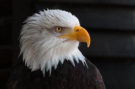Sulgege, foto, kiilas, Eagle, portree, kotkad, Bald eagle