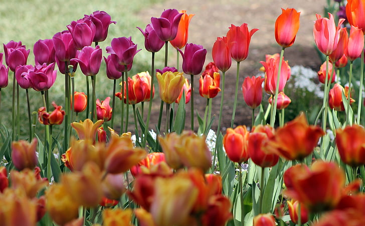 tulpės, pavasarį, gėlių, sodas, žiedų, šviežios, raudona