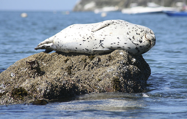 seal, sleeping, rock, ocean, wildlife, water, mammal
