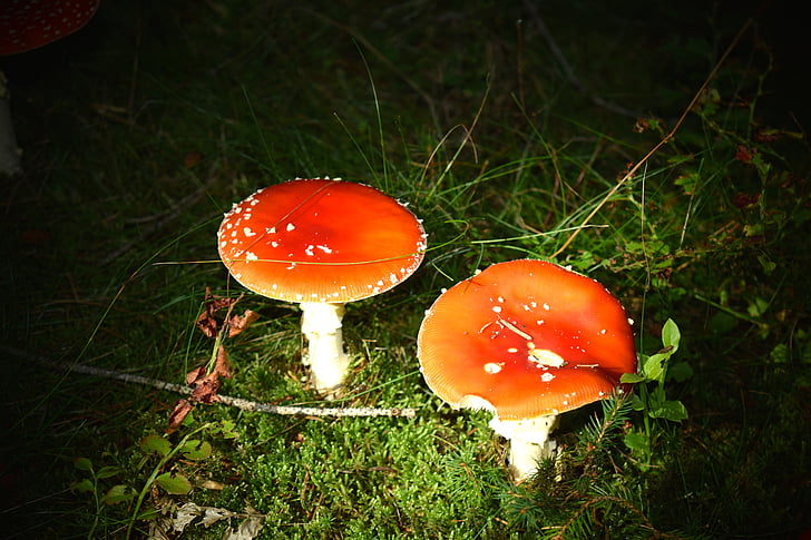 sieni, Fly helttasieni, myrkyllinen, lahja, punainen, Syksy, punainen fly helttasieni sieni
