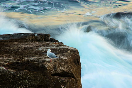 seagull, bird, wildlife, nature, seabird, rocks, seascape